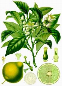 bergamot